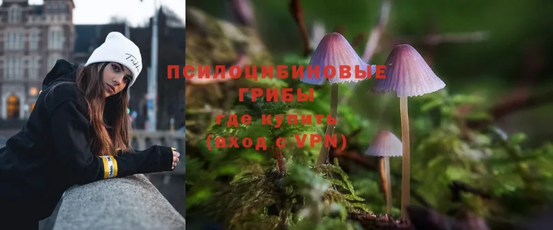 закладка  Семилуки  Галлюциногенные грибы MAGIC MUSHROOMS 